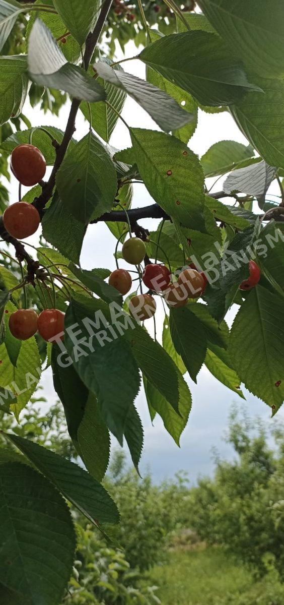 Fotoğraf