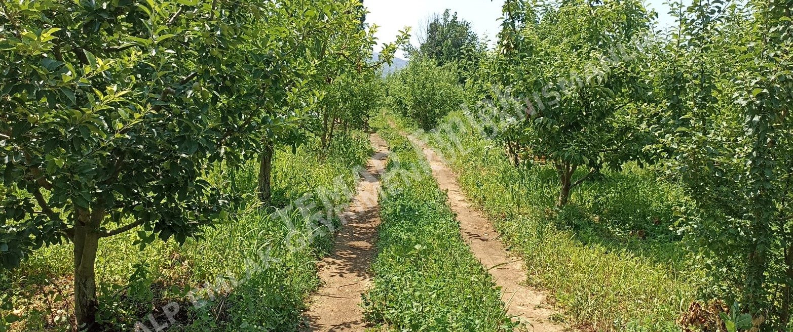 Fotoğraf