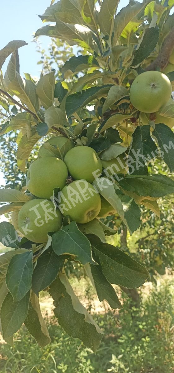 Fotoğraf