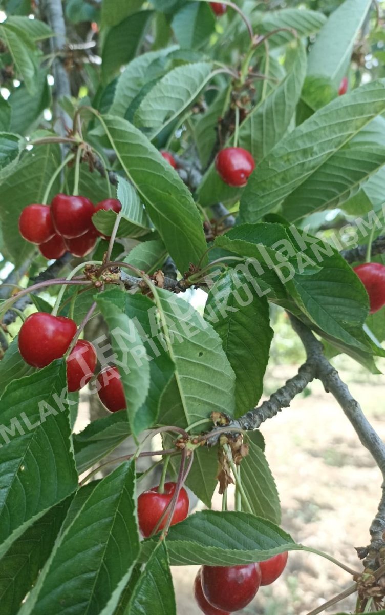 Fotoğraf