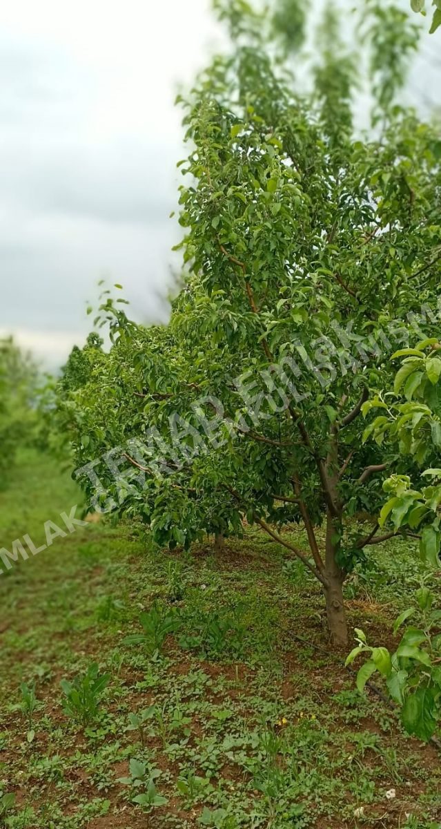 Fotoğraf