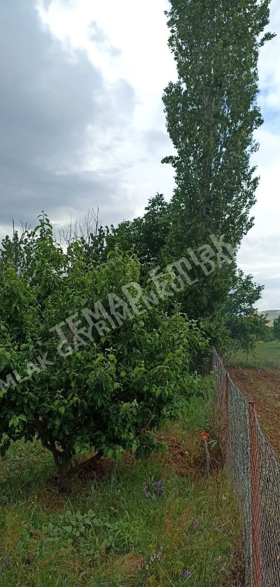 Fotoğraf