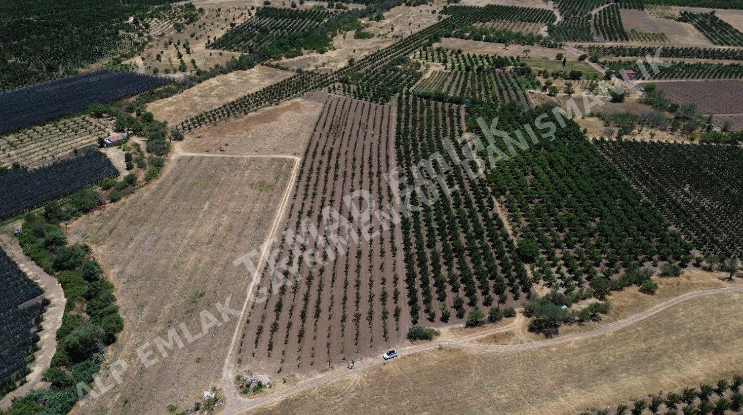 ISPARTA EĞİRDİR BARLADA SATILIK KAYISI BAHÇESİ.