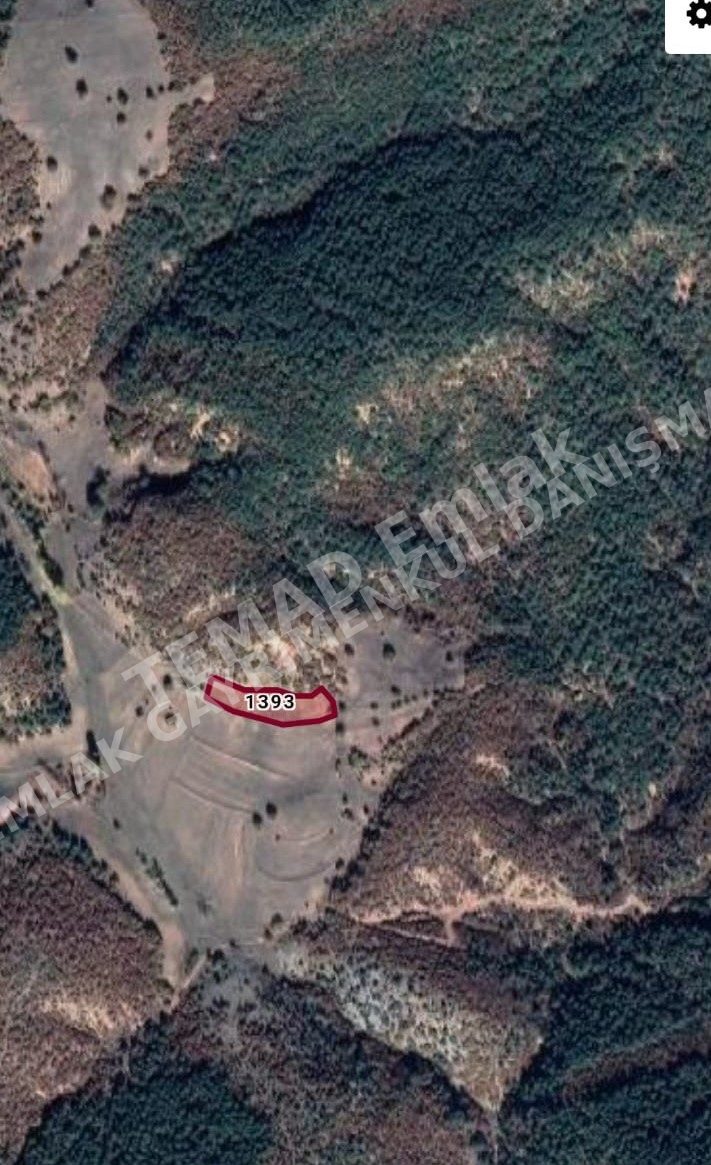 Fotoğraf