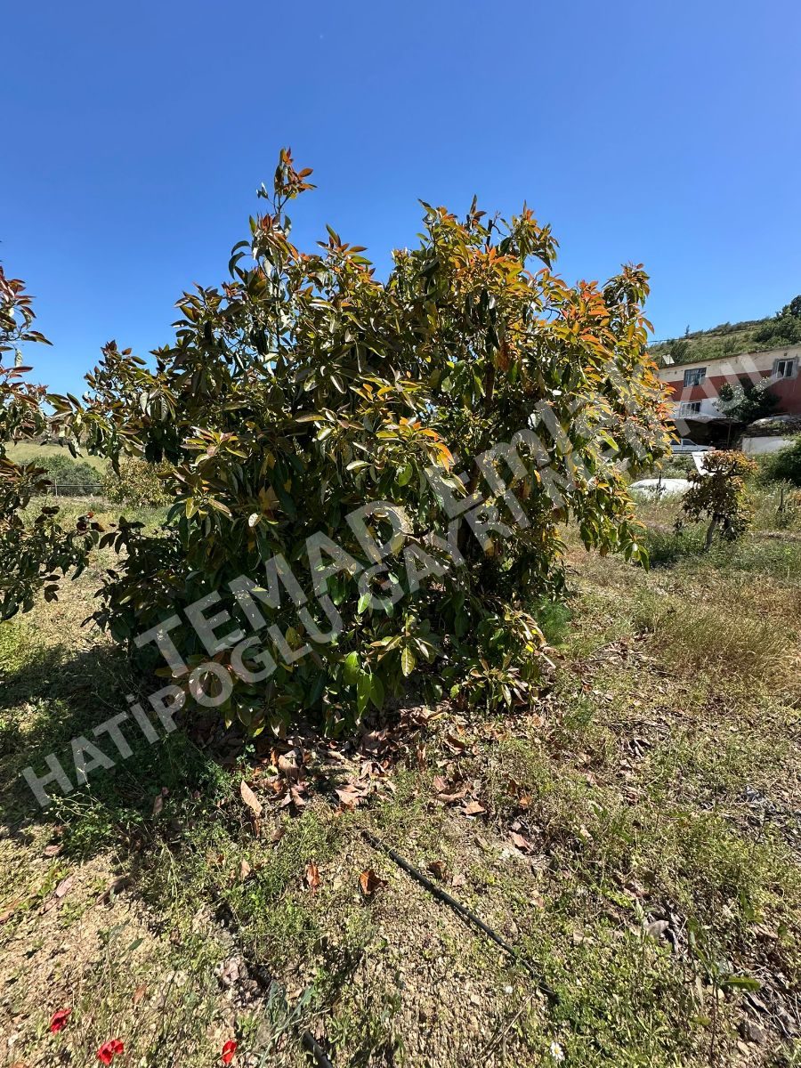 Fotoğraf
