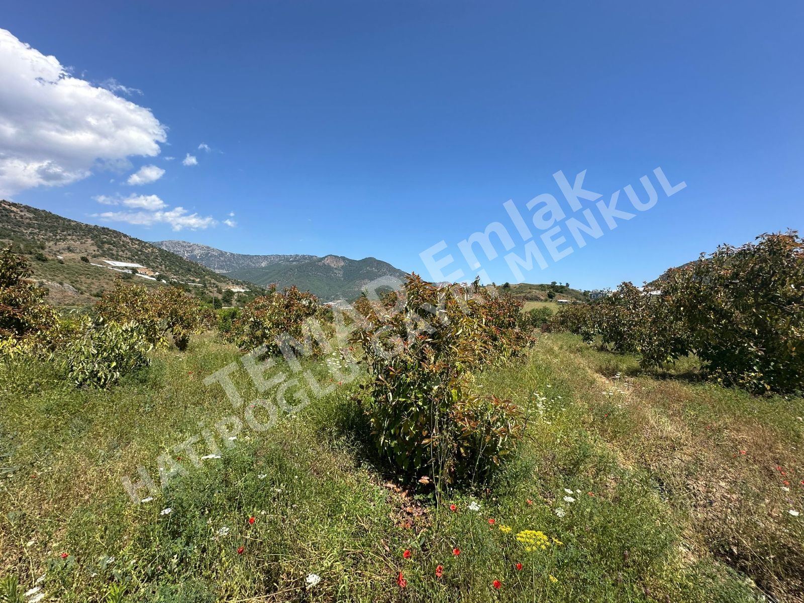 Fotoğraf