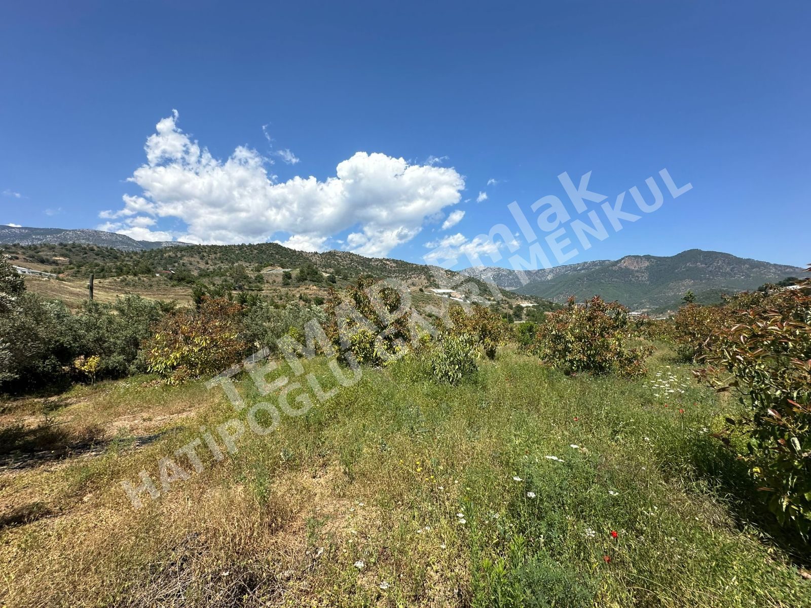 Fotoğraf