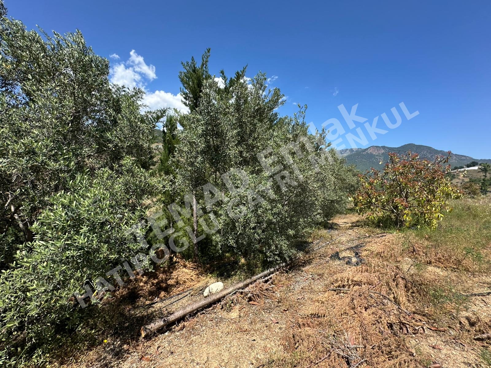 Fotoğraf