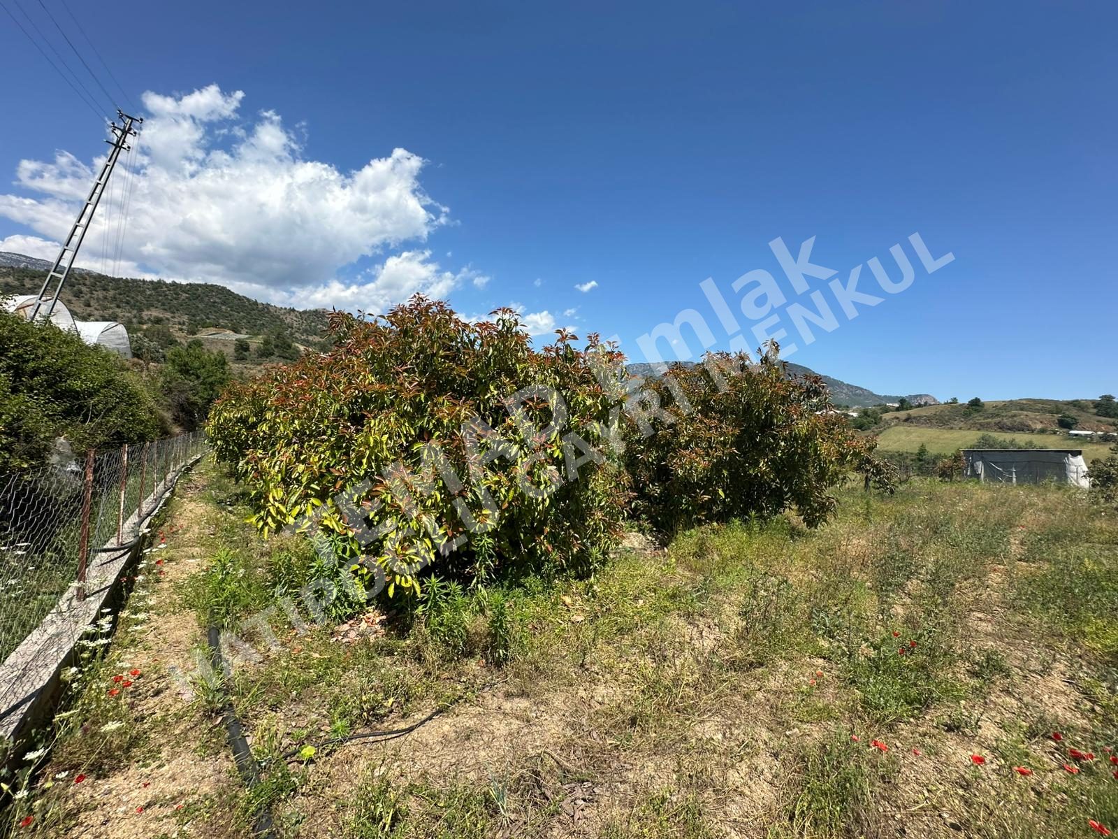Fotoğraf
