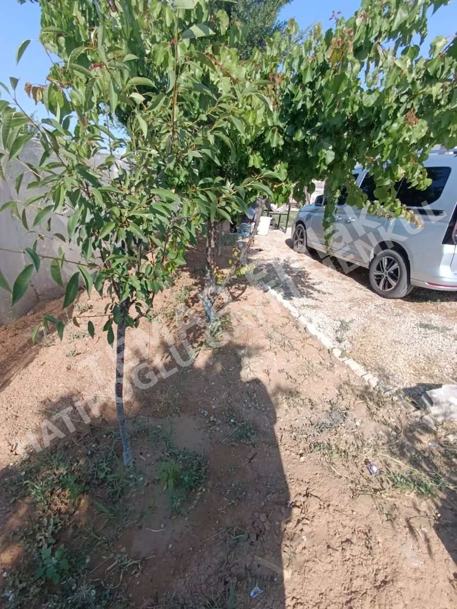 Fotoğraf