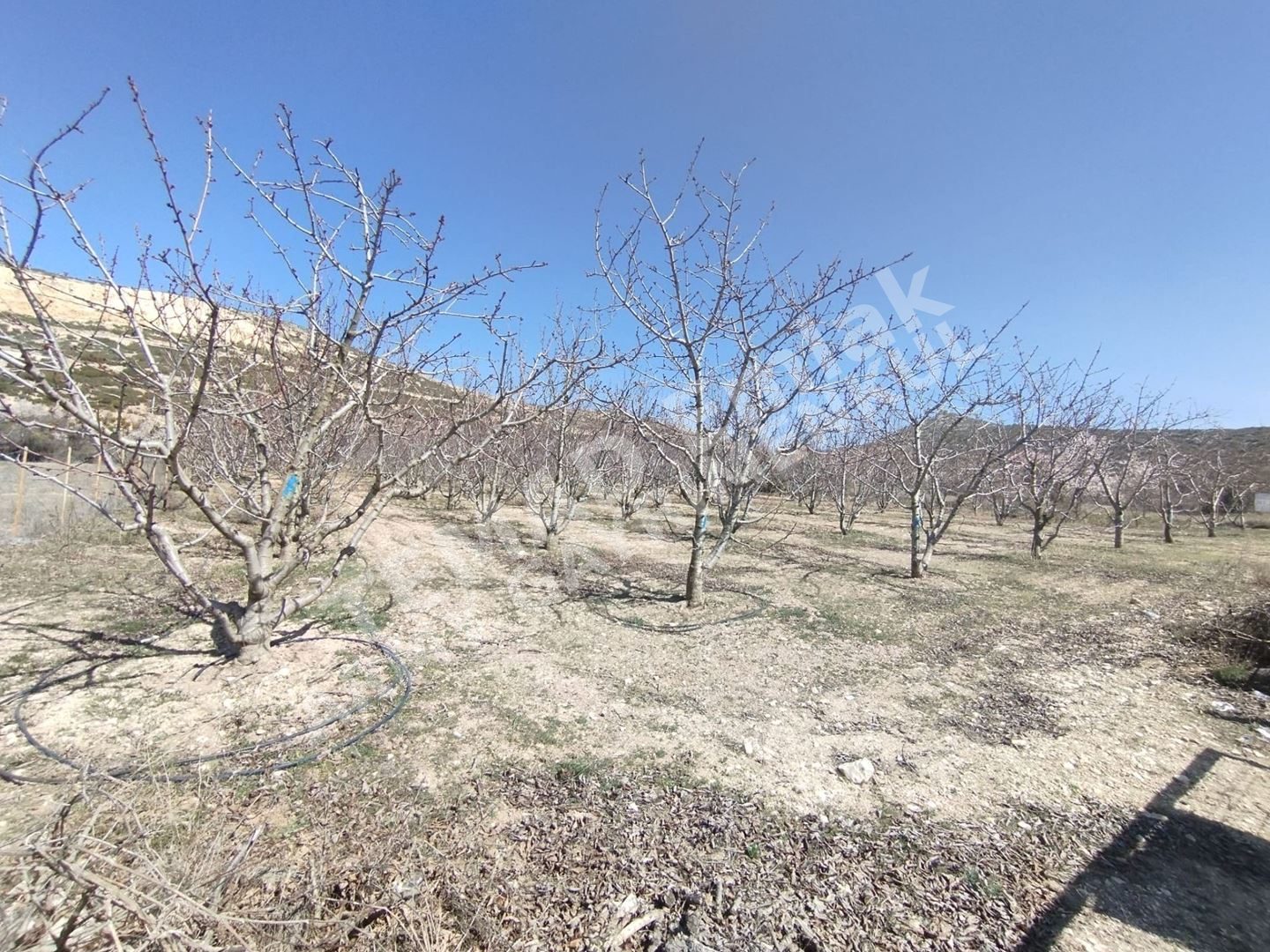 Fotoğraf