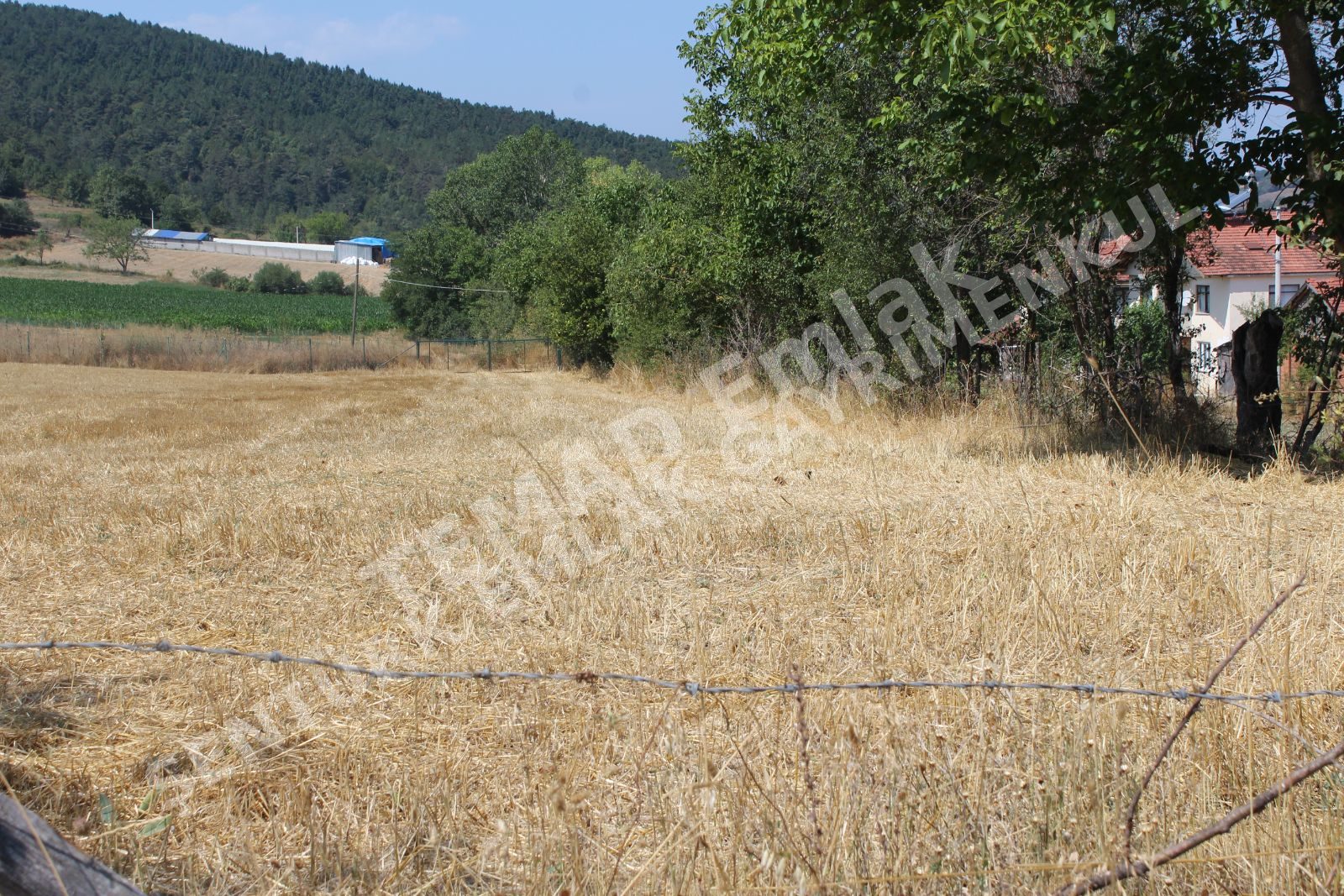 Fotoğraf