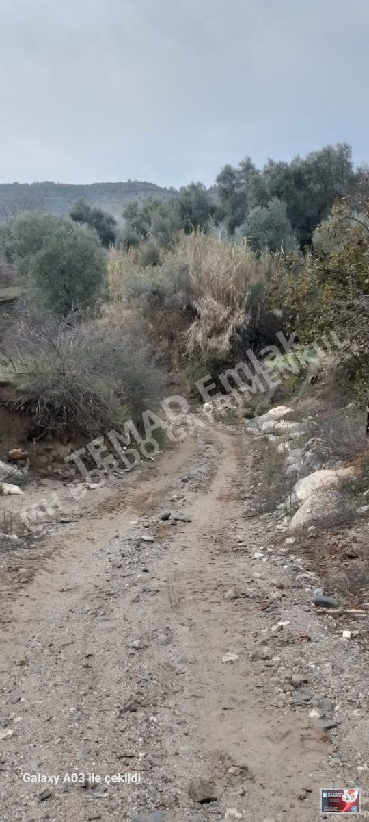 Fotoğraf