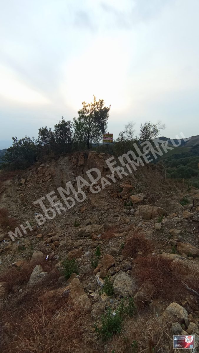 Fotoğraf