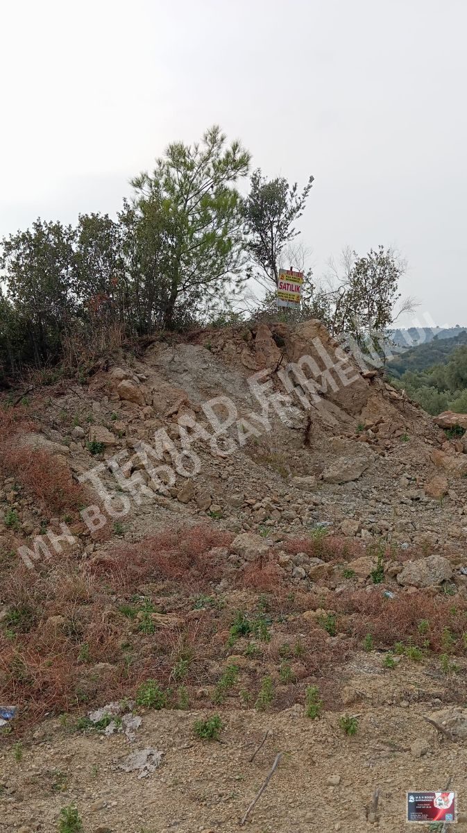 Fotoğraf