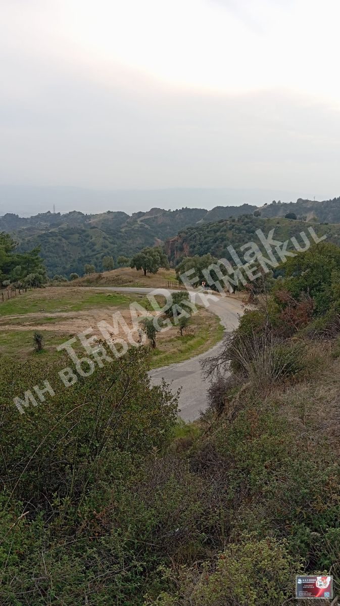 Fotoğraf