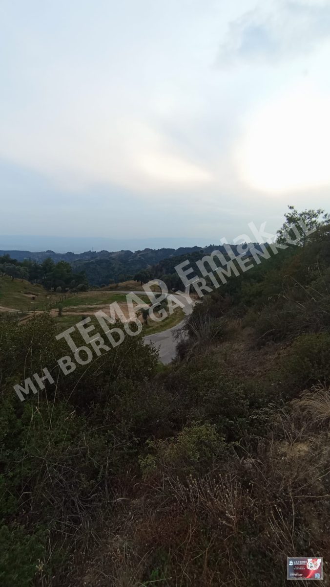 Fotoğraf